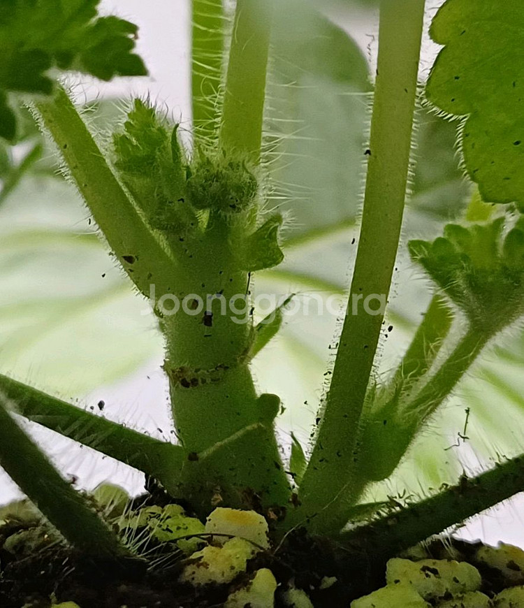 uv 보니타 ㅡ러시아제라늄--2