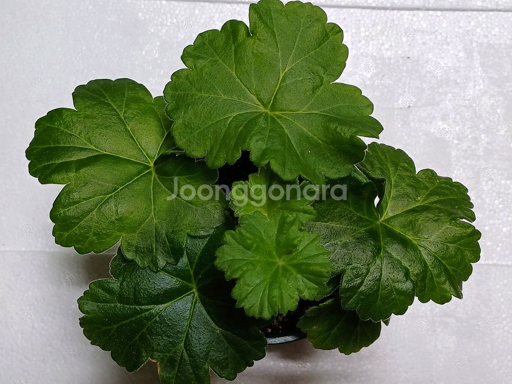 uv 보니타 ㅡ러시아제라늄--1