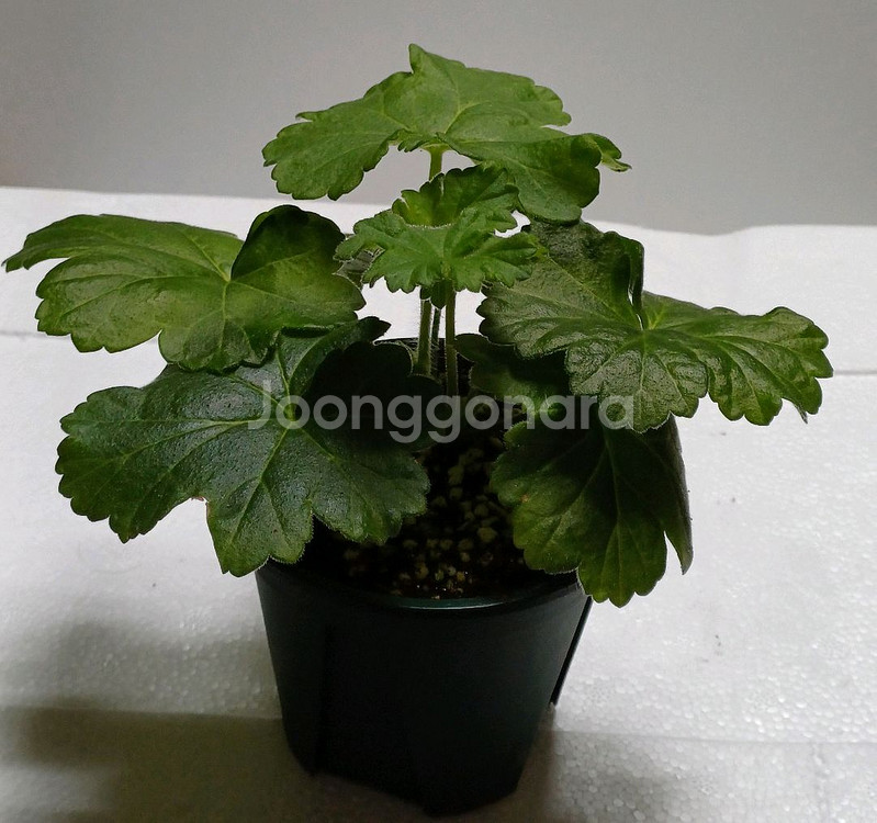 uv 보니타 ㅡ러시아제라늄--0