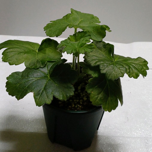 uv 보니타 ㅡ러시아제라늄