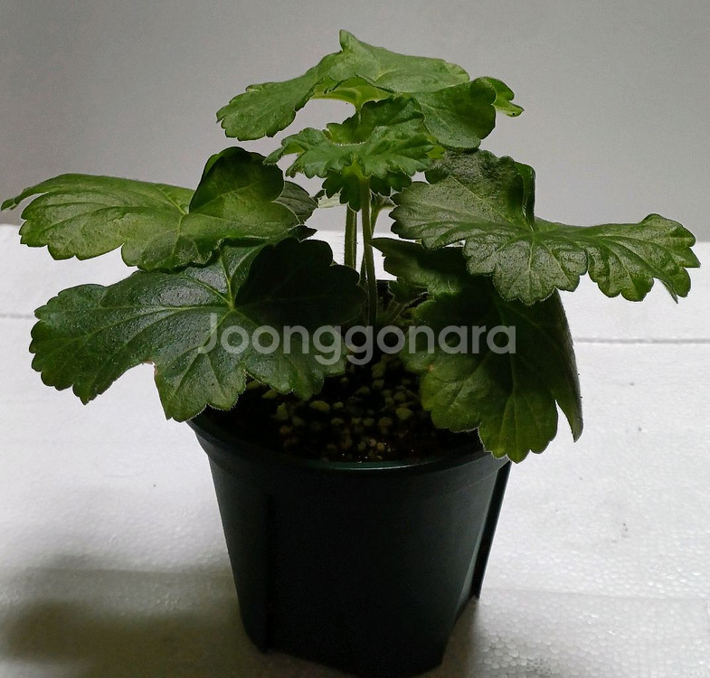 uv 보니타 ㅡ러시아제라늄--4