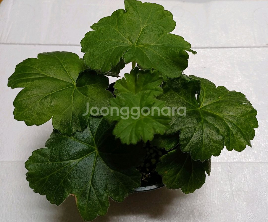 uv 보니타 ㅡ러시아제라늄--3