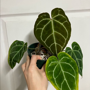 안스리움 크리스탈리넘 다크폼