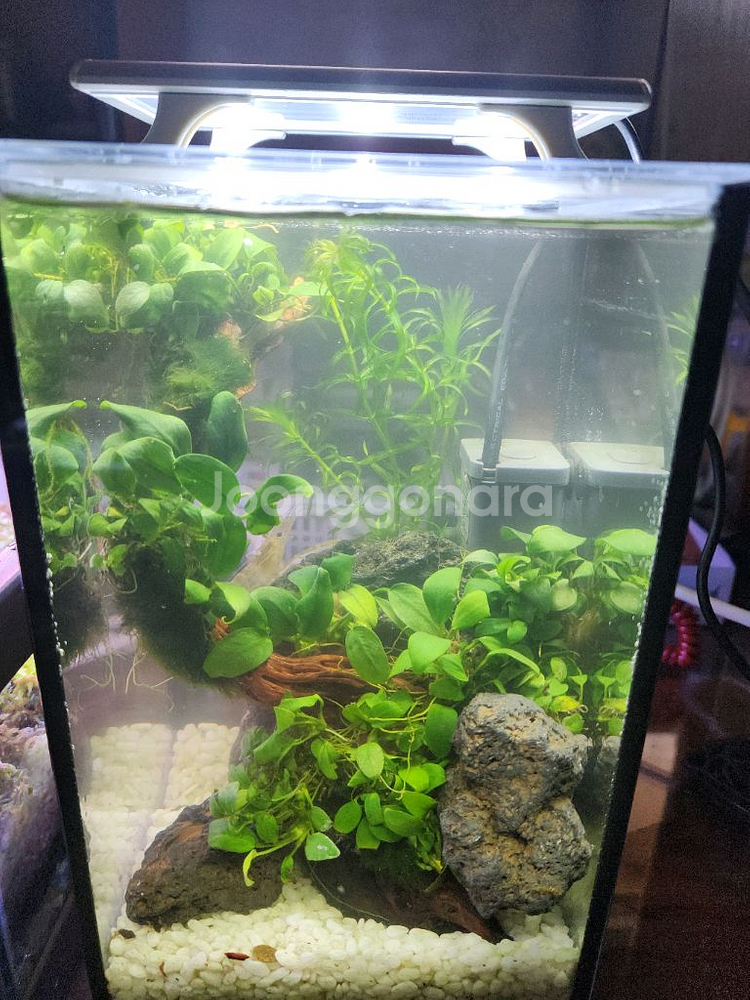 미니 수초 어항--0