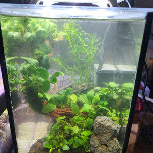 미니 수초 어항