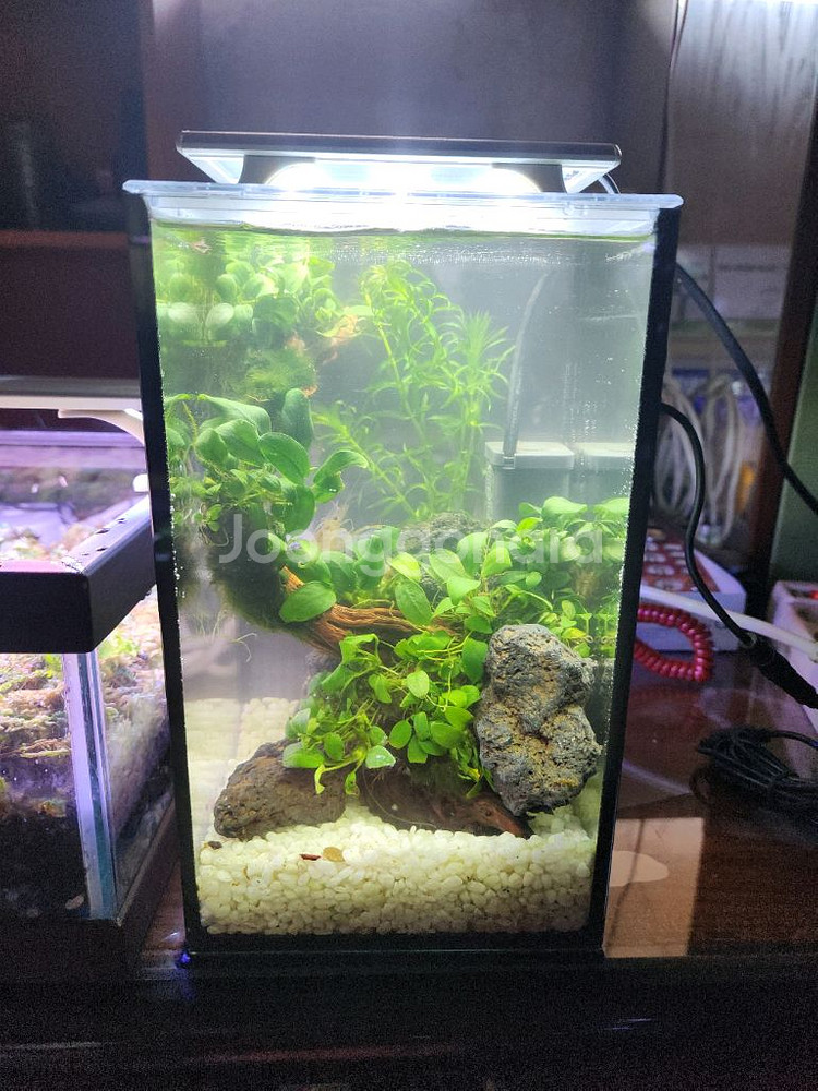 미니 수초 어항--4
