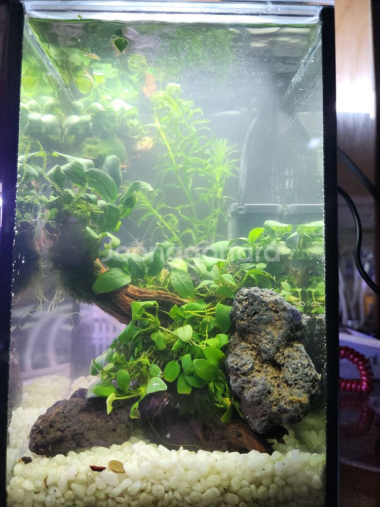 미니 수초 어항--1