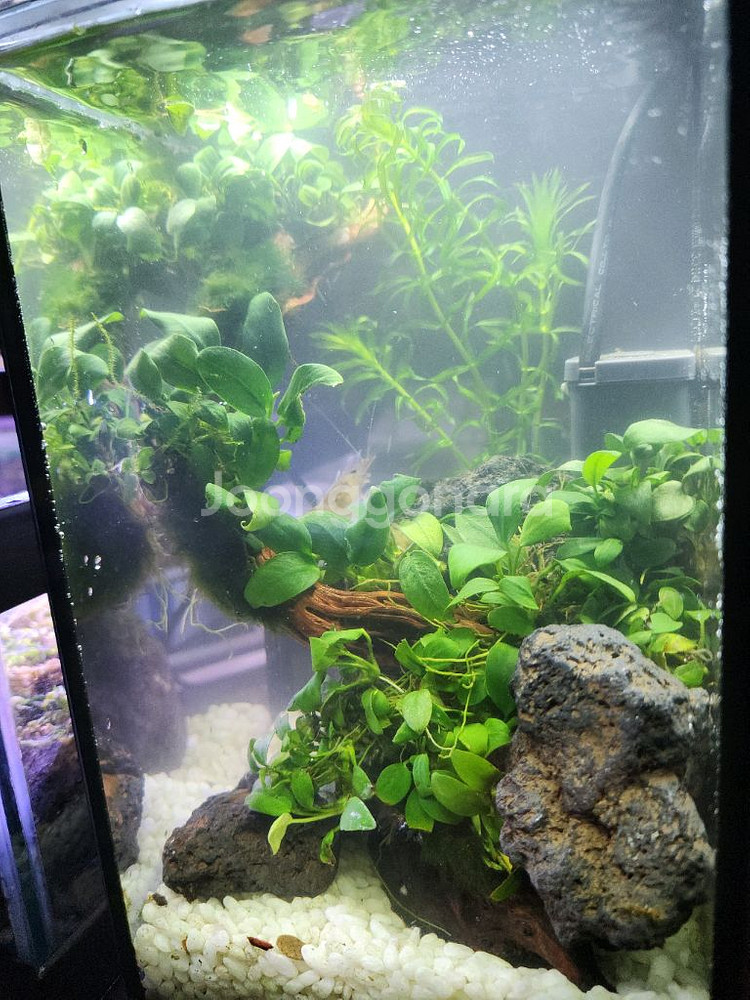 미니 수초 어항--2