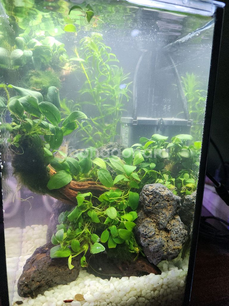 미니 수초 어항--3