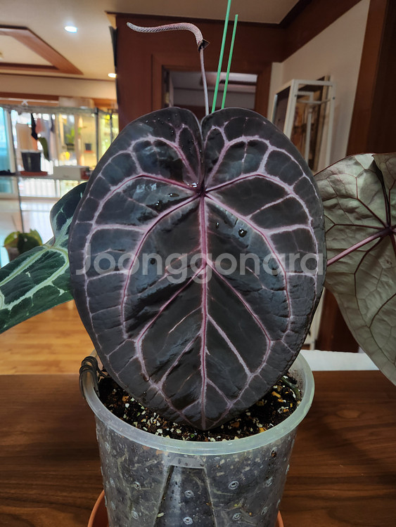 안스리움 닥블레크투버튼*비움바리--6