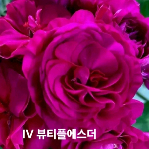 V 뷰티플에스더 ㅡ러시아제라늄