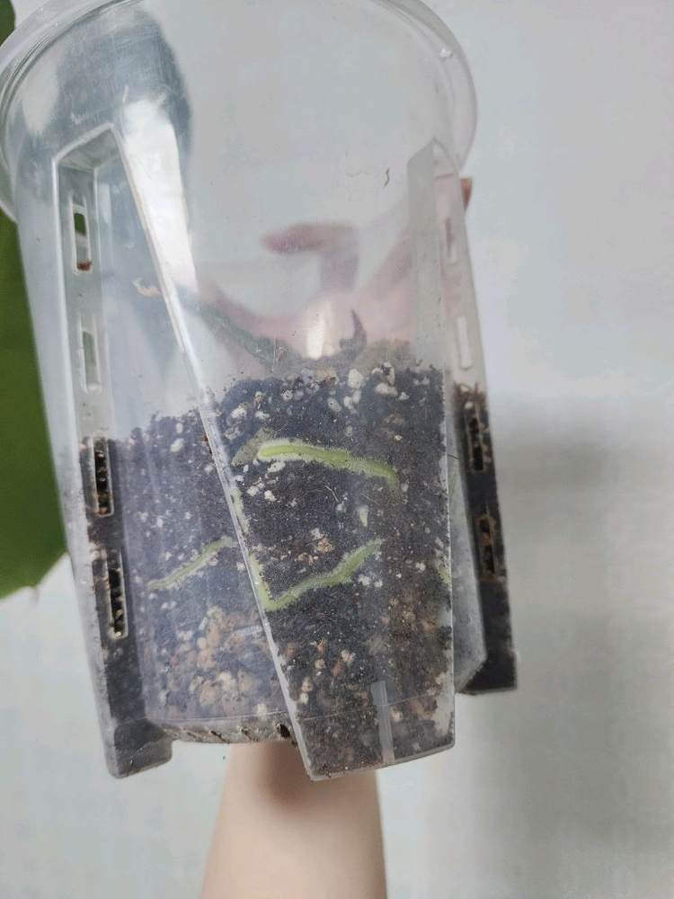 안스리움 킹오스 파필 하이브리드--3