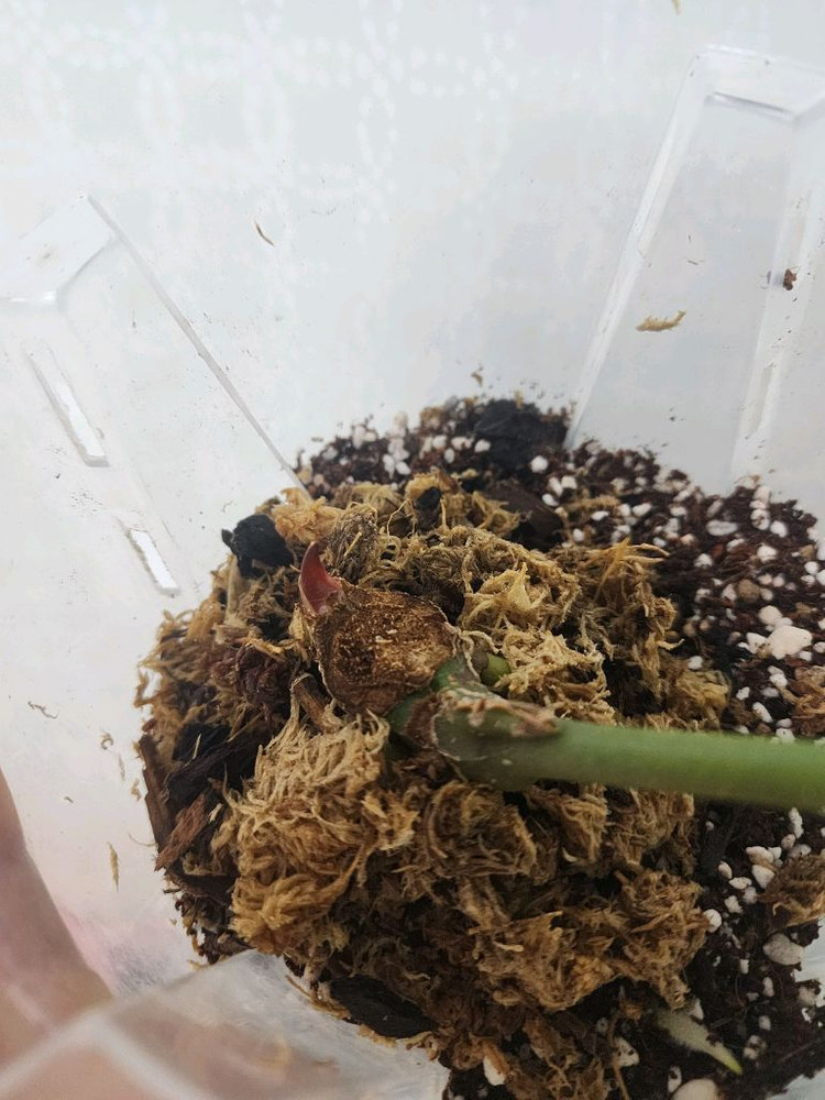 안스리움 킹오스 파필 하이브리드--2