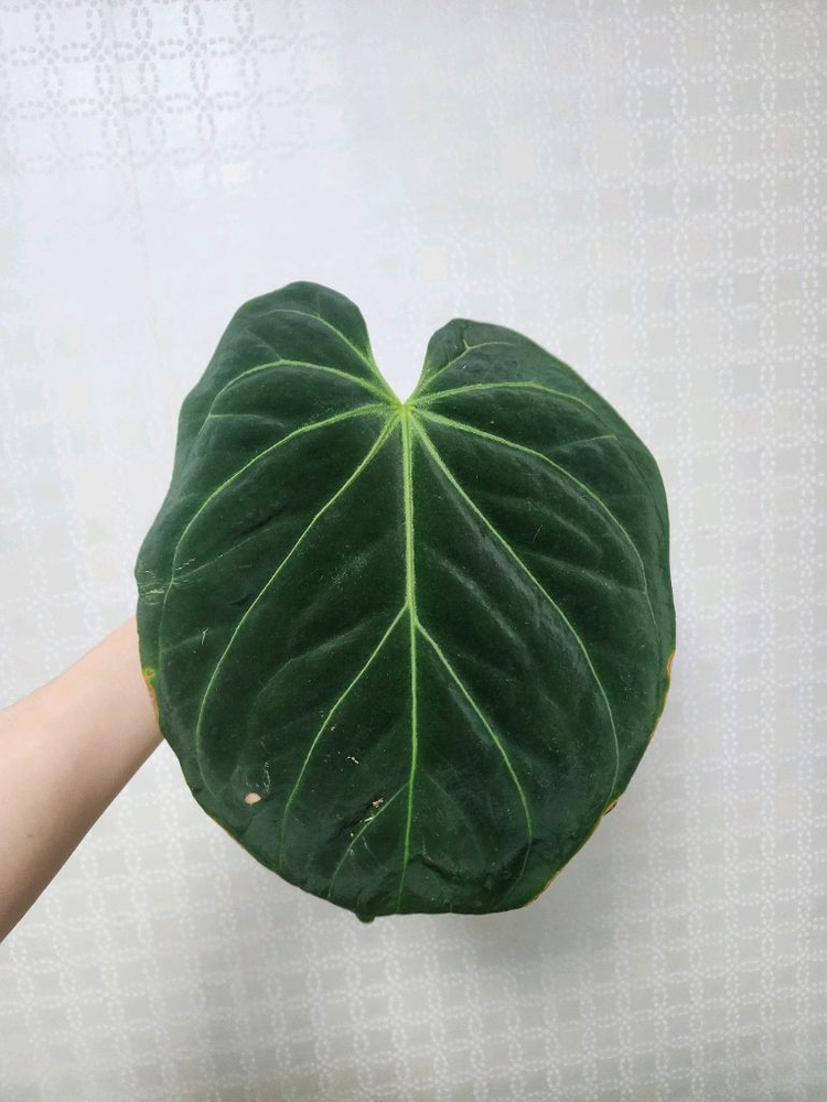 안스리움 킹오스 파필 하이브리드--1