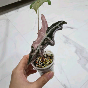 알로카시아 노빌리스 바리에가타(택포가)