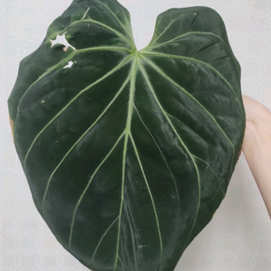 안스리움 킹오스 파필 하이브리드