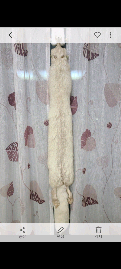 [또 가격내림] 천연 여우목도리 판매. 이미지