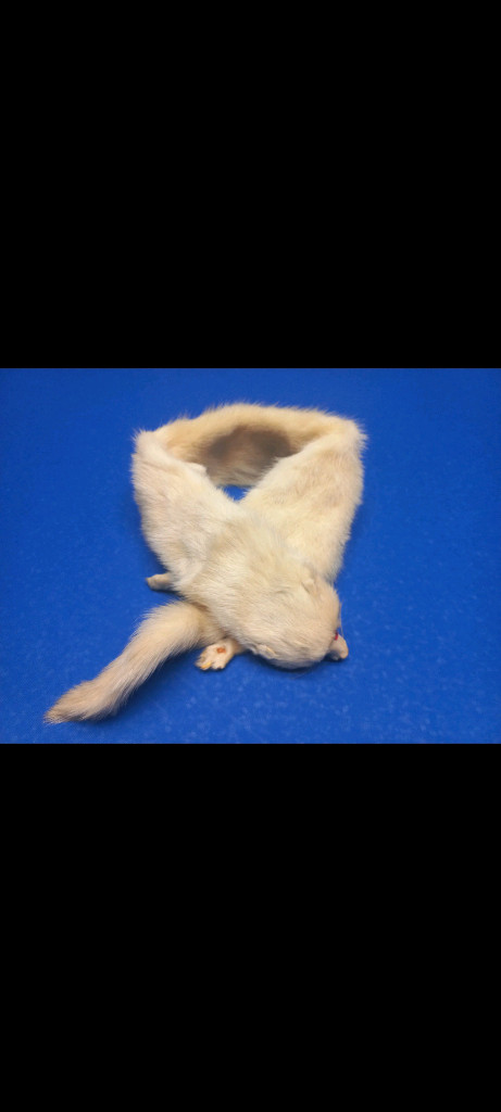 [또 가격내림] 천연 여우목도리 판매. 이미지