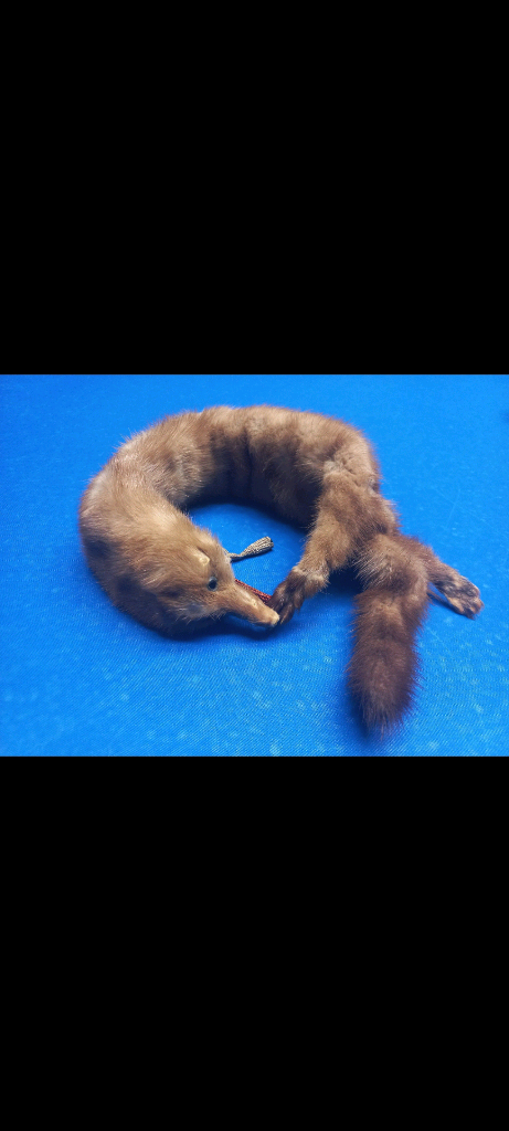 [또 가격내림] 천연 여우목도리 판매. 이미지