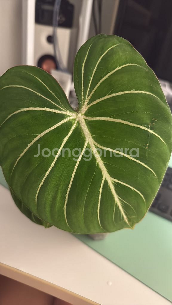 글로리오섬 지브라--1