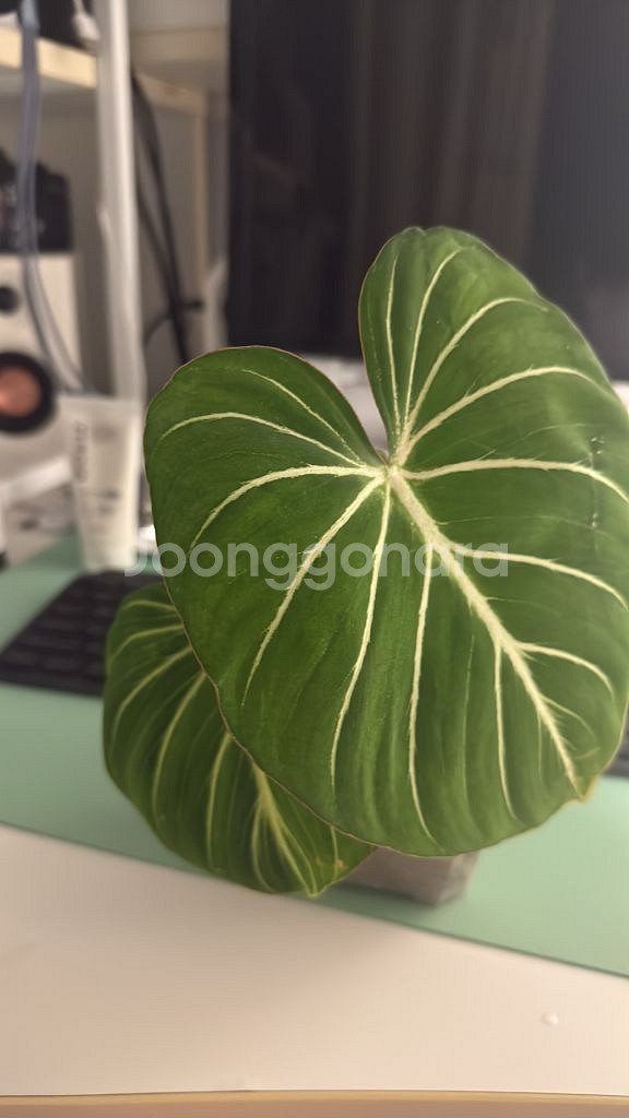 글로리오섬 지브라--0