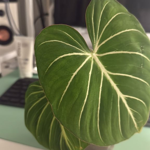 글로리오섬 지브라