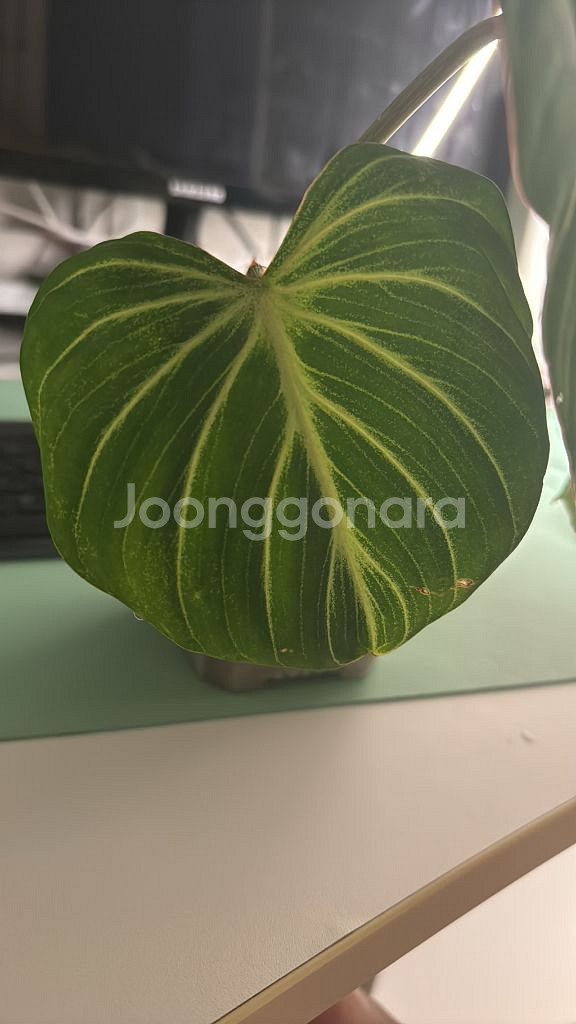 글로리오섬 지브라--2