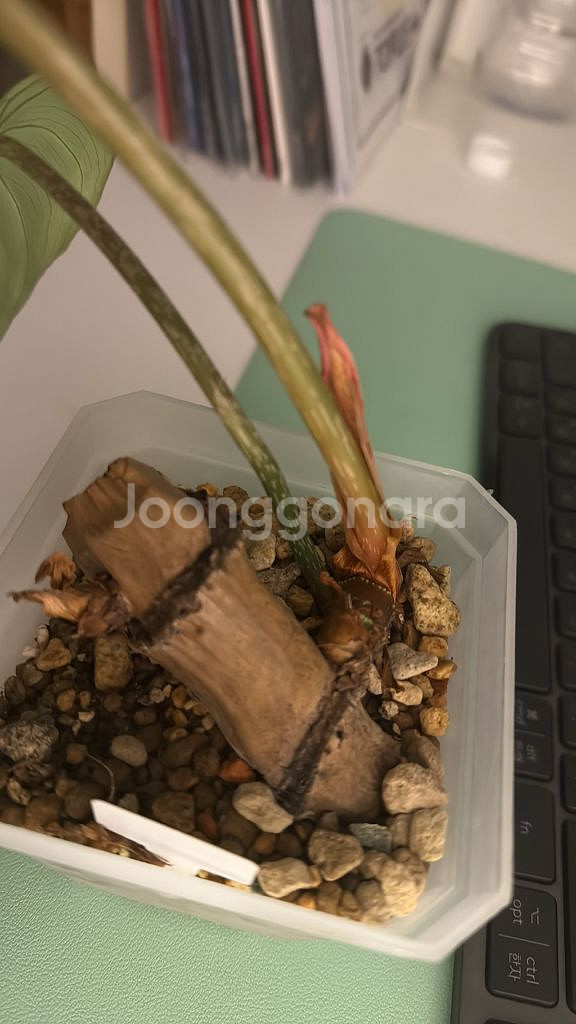 글로리오섬 지브라--3