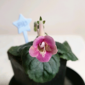 발 핑크로즈 미니신닌기아