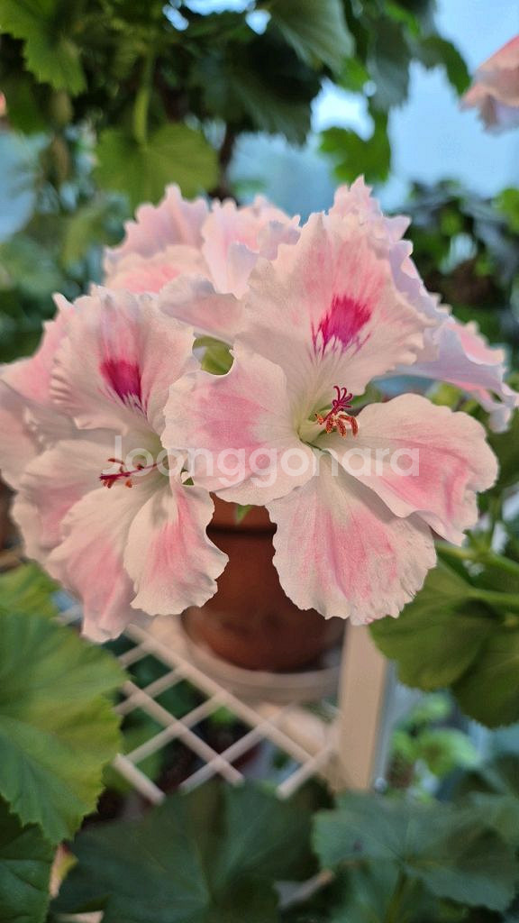 조안모프 제라늄 (리갈제라늄)--0