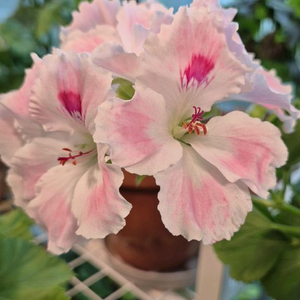 조안모프 제라늄 (리갈제라늄)