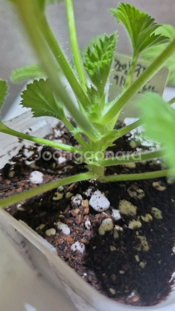 조안모프 제라늄 (리갈제라늄)--2