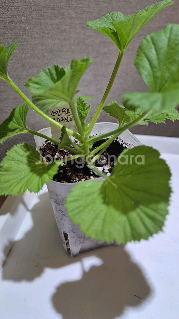 조안모프 제라늄 (리갈제라늄)--1