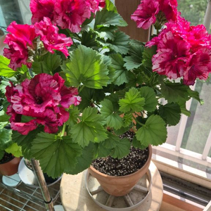 라즈베리서프라이즈 제라늄(리갈제라늄)