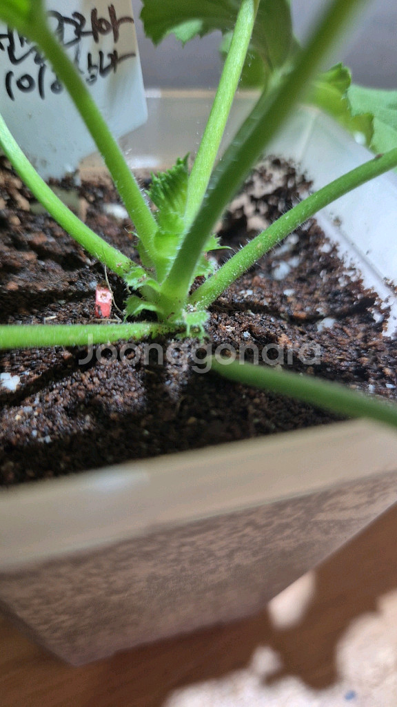 젠틀조지아 제라늄 (리갈제라늄)--1