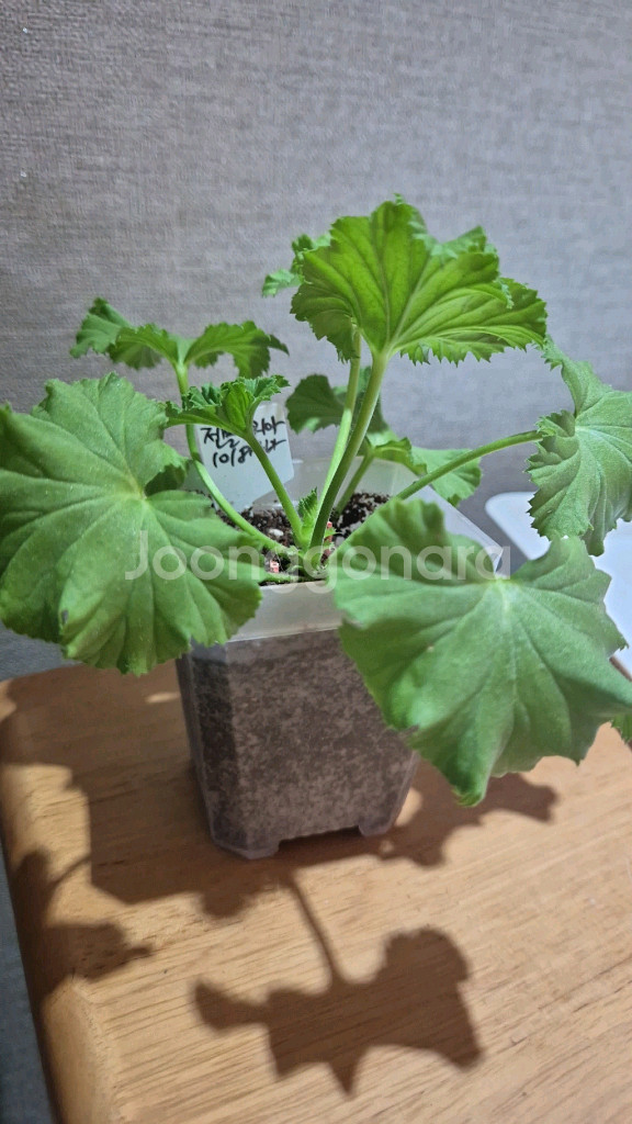 젠틀조지아 제라늄 (리갈제라늄)--0