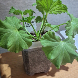 젠틀조지아 제라늄 (리갈제라늄)