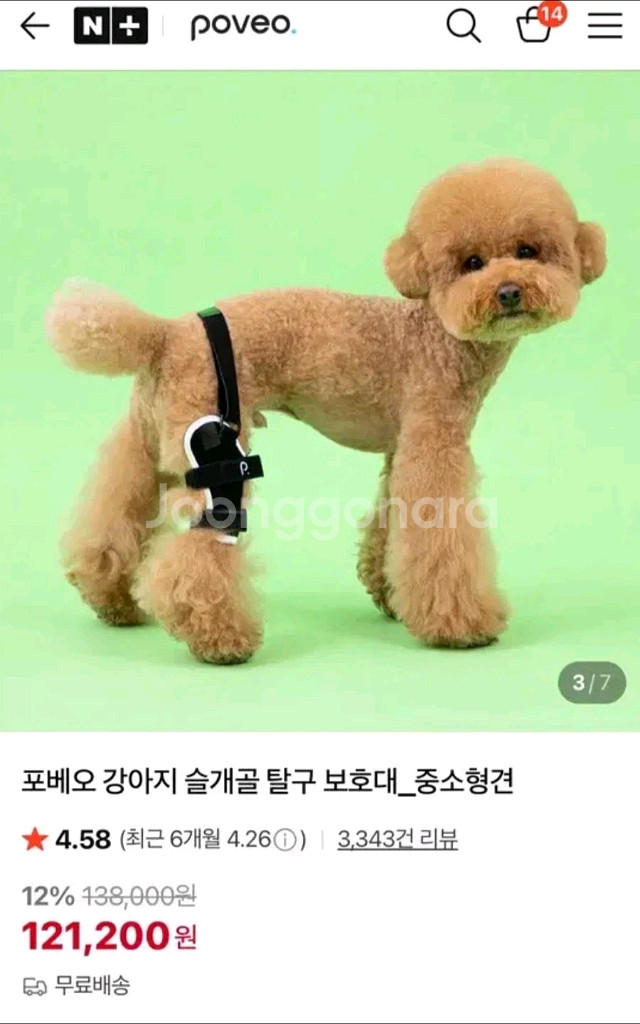 강아지 슬개골 탈구 보호대--0