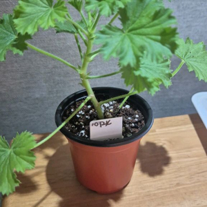 버뮤다핑크 제라늄(리갈제라늄)