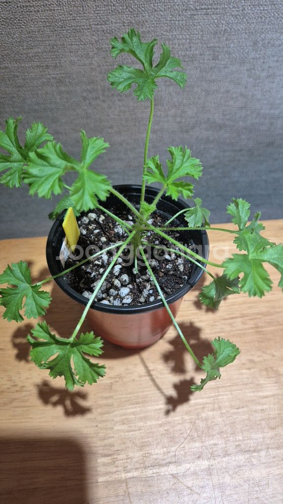 마이클 제라늄(리갈제라늄)--1