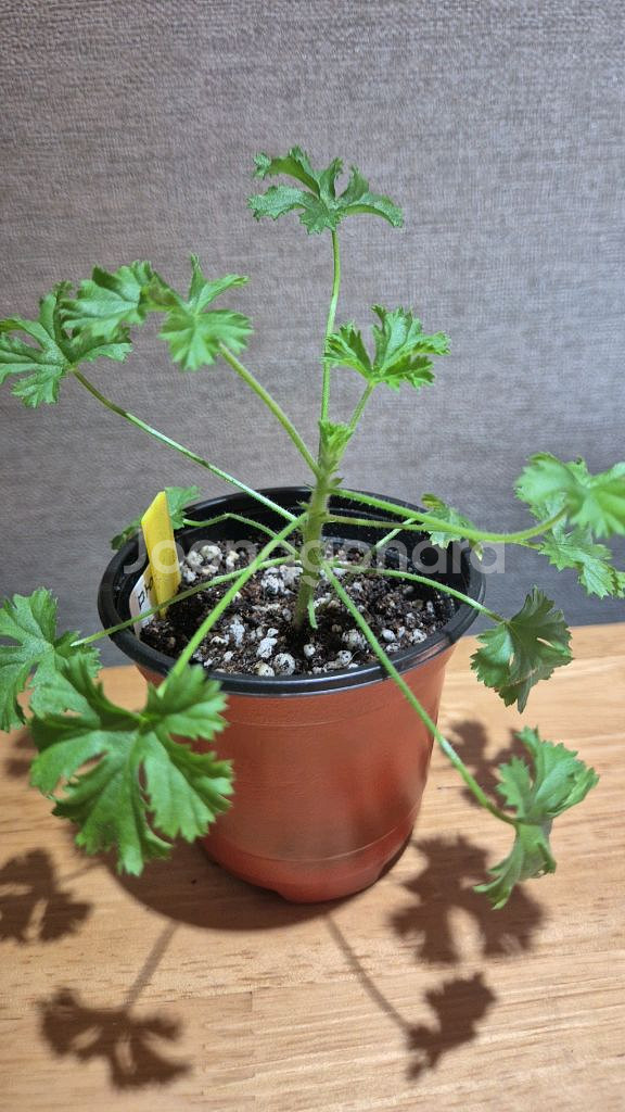 마이클 제라늄(리갈제라늄)--0