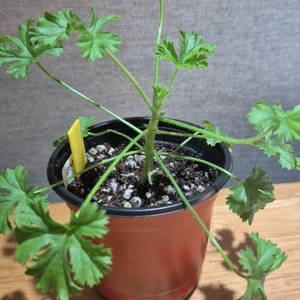 마이클 제라늄(리갈제라늄)