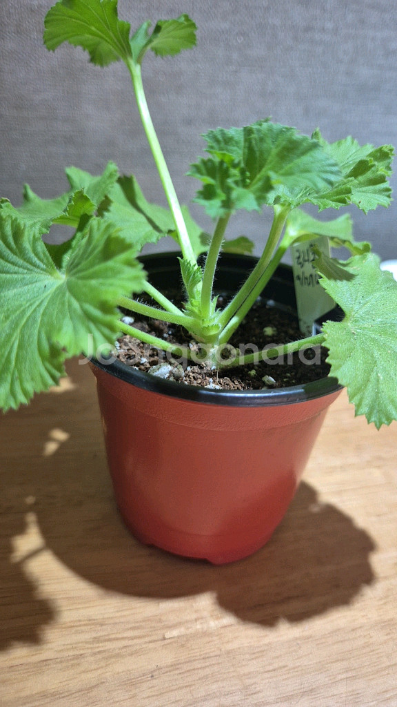 로지몬 제라늄 (리갈제라늄)--0