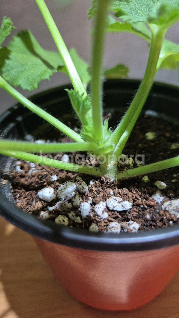 로지몬 제라늄 (리갈제라늄)--2