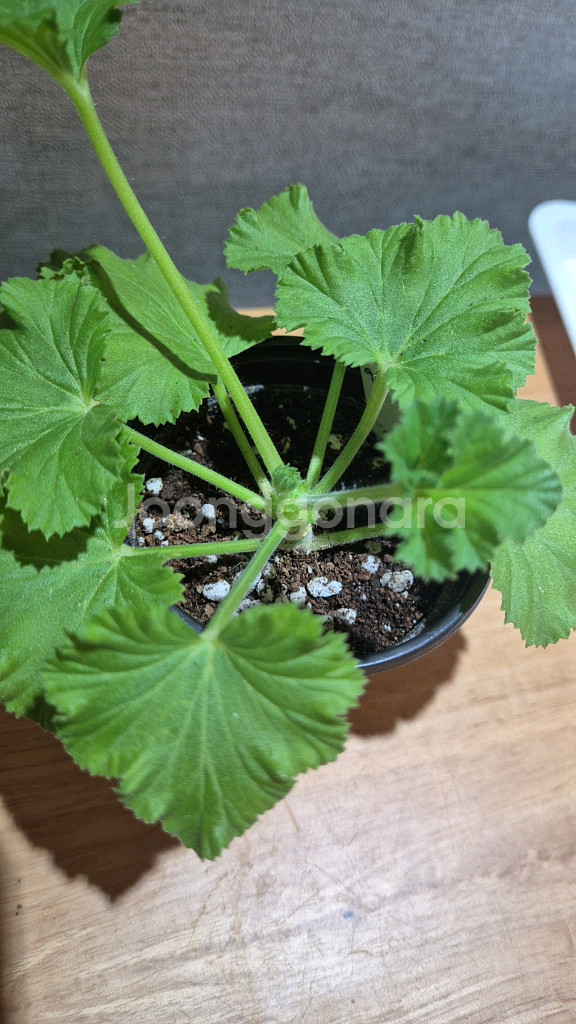 로지몬 제라늄 (리갈제라늄)--1