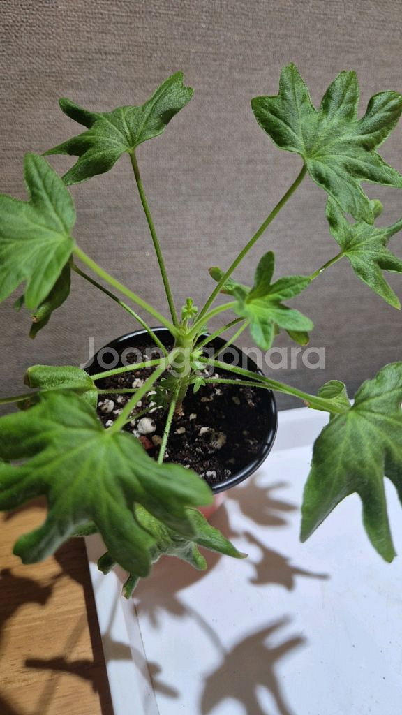 디어마이별사탕 제라늄(스텔라제라늄)--1