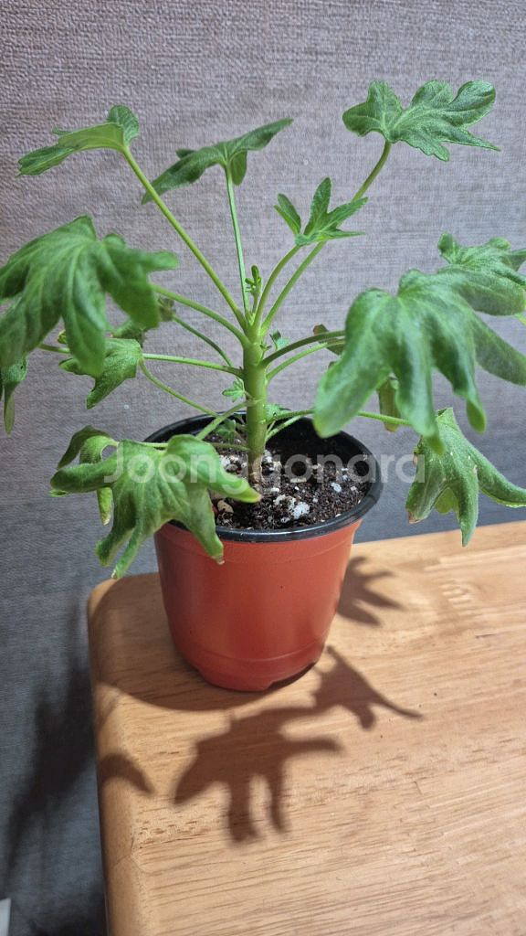 디어마이별사탕 제라늄(스텔라제라늄)--0