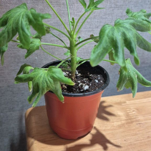 디어마이별사탕 제라늄(스텔라제라늄)