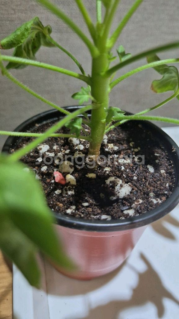 디어마이별사탕 제라늄(스텔라제라늄)--2