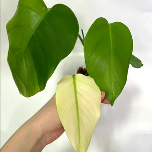 보르시지아나 민트 몬스테라